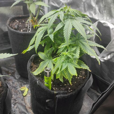 BCN Critical XXL growlog timeline photo