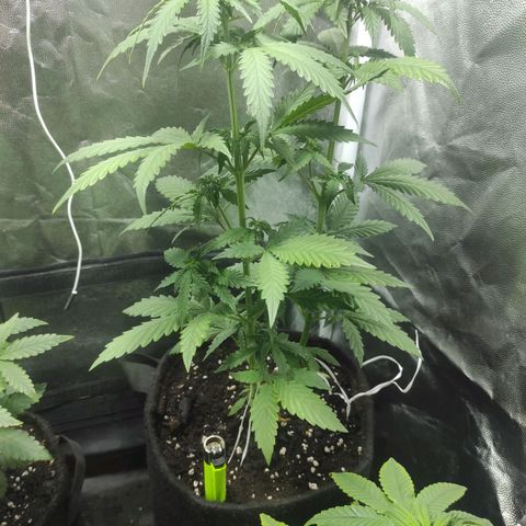Northern Lights Autoflower growlog timeline photo