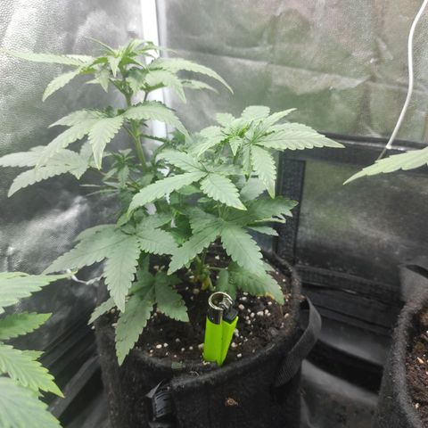 Santa Marta Haze Autoflower growlog timeline photo
