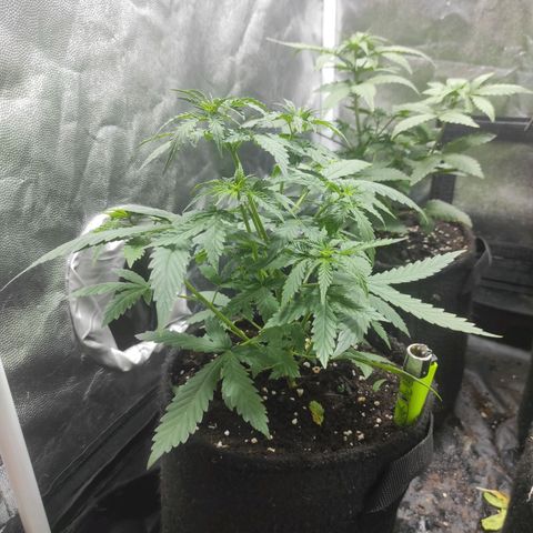 Santa Marta Haze Autoflower growlog timeline photo