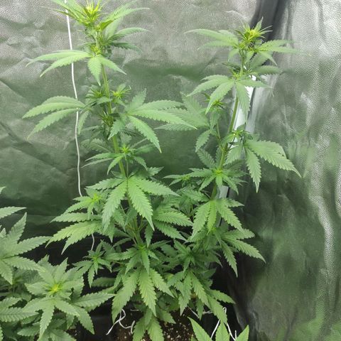Northern Lights Autoflower growlog timeline photo