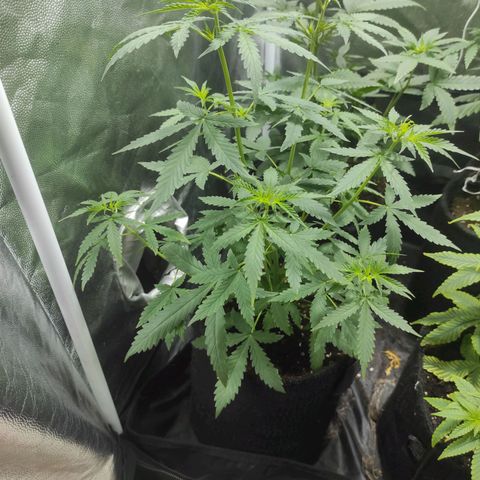 Santa Marta Haze Autoflower growlog timeline photo