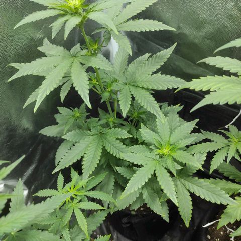 Santa Marta Haze Autoflower growlog timeline photo