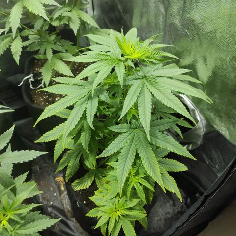 BCN Critical XXL growlog timeline photo