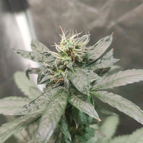 Santa Marta Haze Autoflower growlog timeline photo