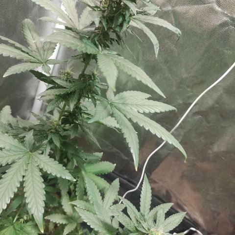 Santa Marta Haze Autoflower growlog timeline photo