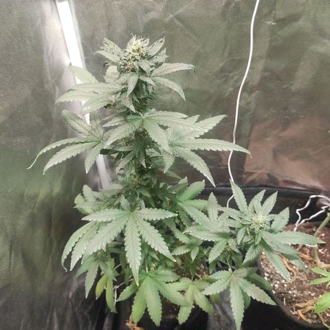 Santa Marta Haze Autoflower growlog timeline photo
