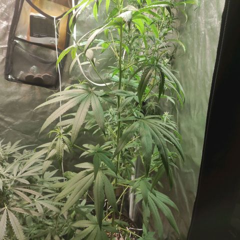 BCN Critical XXL growlog timeline photo