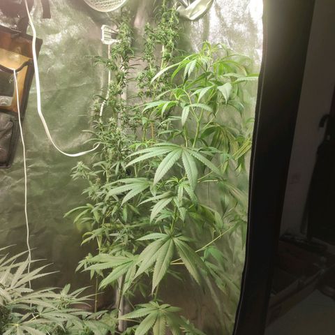 BCN Critical XXL growlog timeline photo