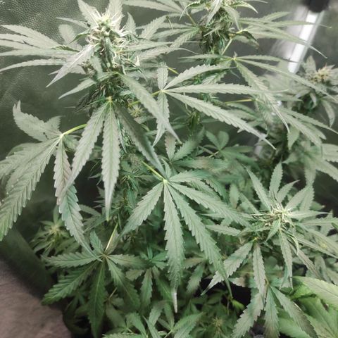 Santa Marta Haze Autoflower growlog timeline photo