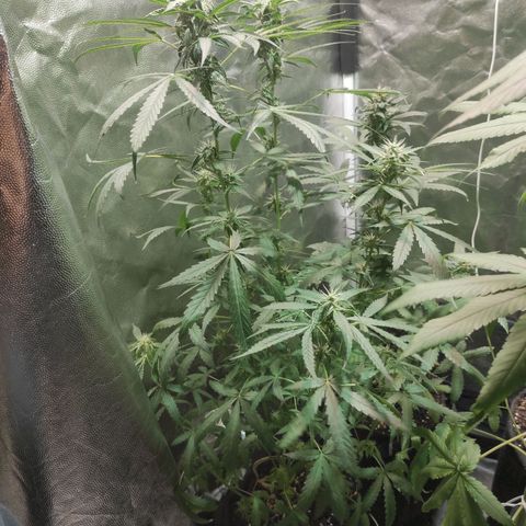 Santa Marta Haze Autoflower growlog timeline photo