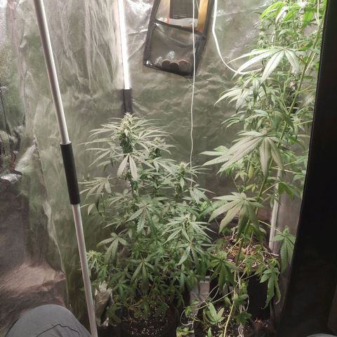 Santa Marta Haze Autoflower growlog timeline photo