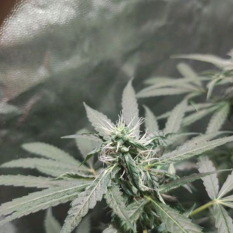 Santa Marta Haze Autoflower growlog timeline photo