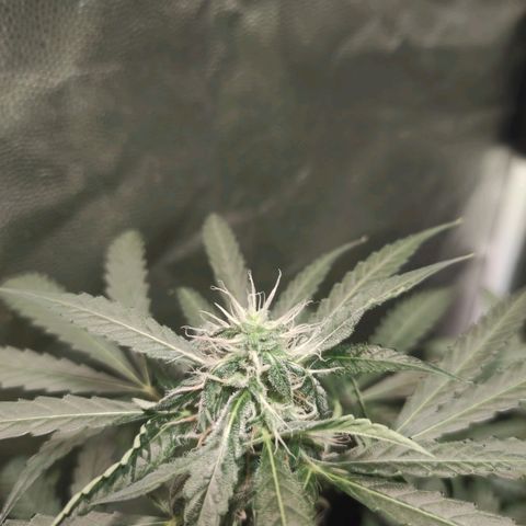 Santa Marta Haze Autoflower growlog timeline photo