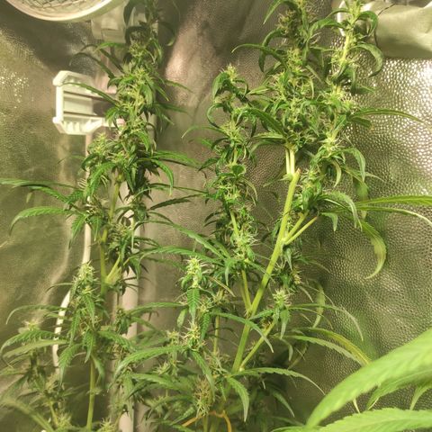 Northern Lights Autoflower growlog timeline photo
