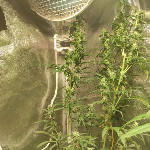 Northern Lights Autoflower growlog timeline photo