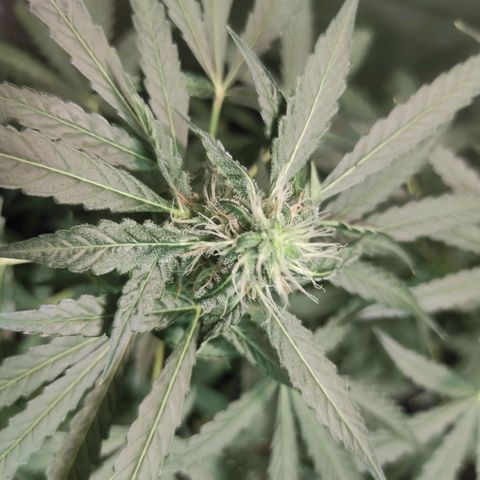 Santa Marta Haze Autoflower growlog timeline photo