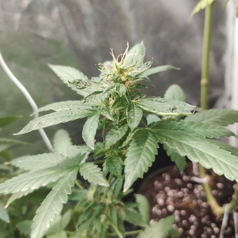 Santa Marta Haze Autoflower growlog timeline photo