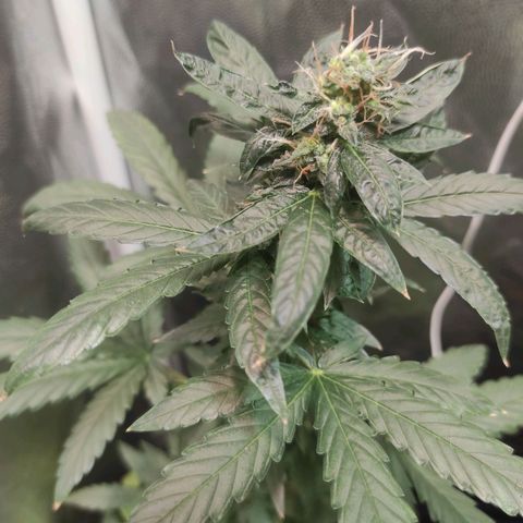 Santa Marta Haze Autoflower growlog timeline photo