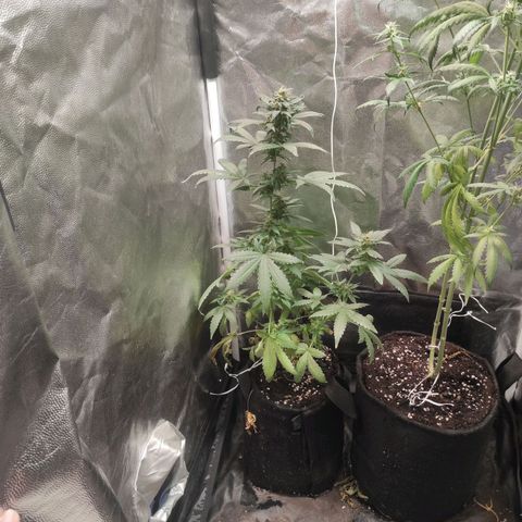 Santa Marta Haze Autoflower growlog timeline photo