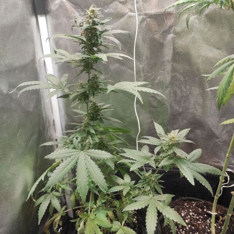 Santa Marta Haze Autoflower growlog timeline photo