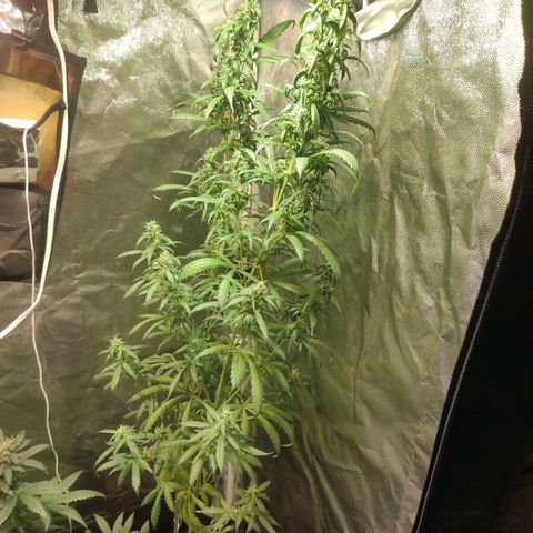 Northern Lights Autoflower growlog timeline photo