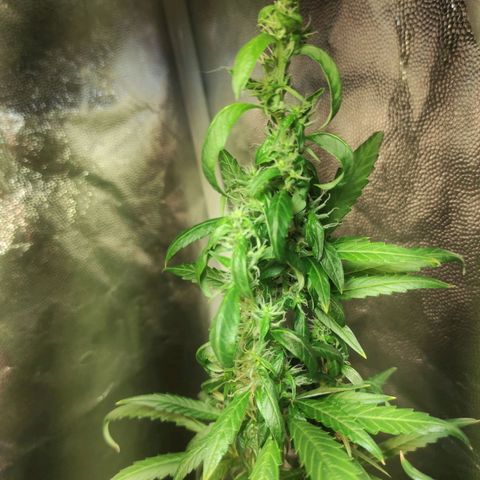 Northern Lights Autoflower growlog timeline photo
