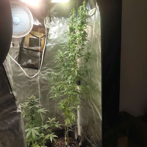 Northern Lights Autoflower growlog timeline photo