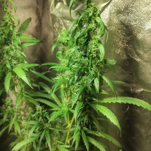 Northern Lights Autoflower growlog timeline photo