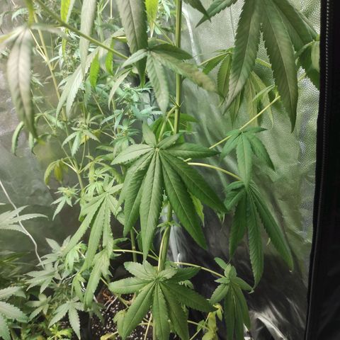 BCN Critical XXL growlog timeline photo