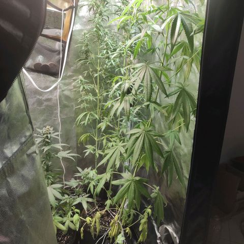 BCN Critical XXL growlog timeline photo
