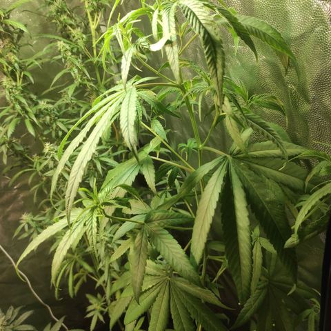 BCN Critical XXL growlog timeline photo