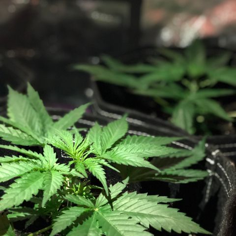 00 Cheese growlog photo: Before nutes 