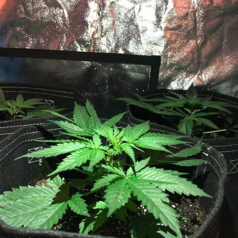 00 Cheese growlog photo: Before nutes 