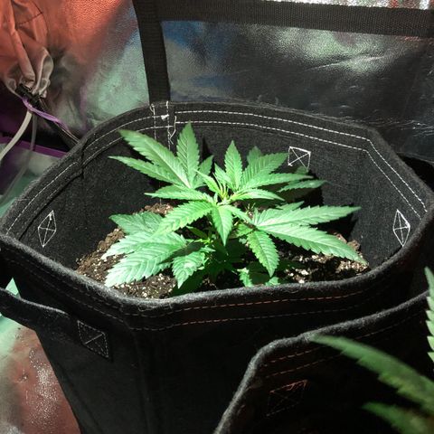 00 Cheese growlog photo: Before nutes 