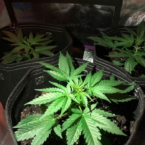 00 Cheese growlog photo: Before nutes 