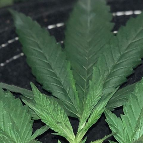 00 Cheese growlog timeline photo