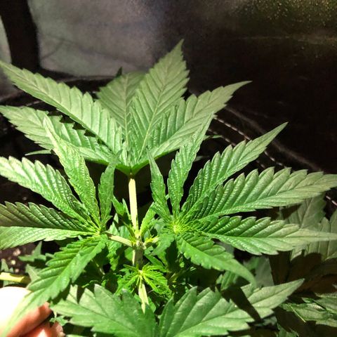 00 Cheese growlog timeline photo