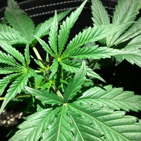 00 Cheese growlog timeline photo