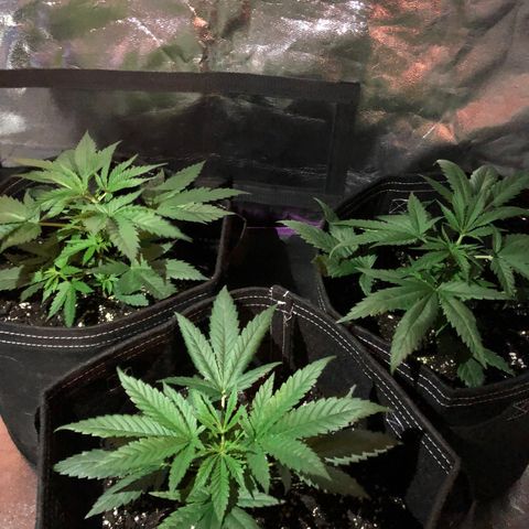 00 Cheese growlog timeline photo