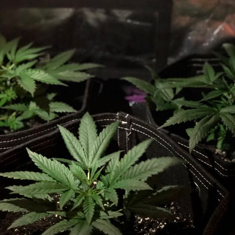 00 Cheese growlog timeline photo