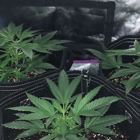 00 Cheese growlog timeline photo