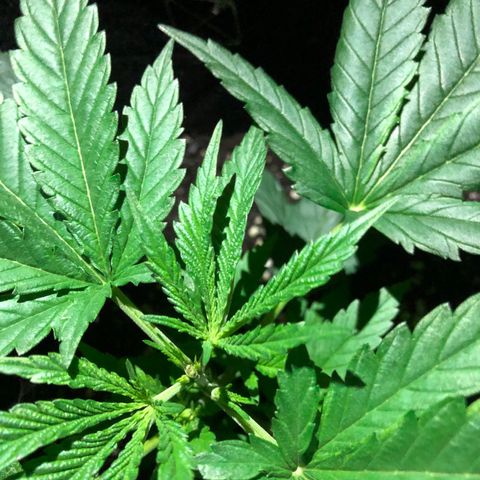 00 Cheese growlog timeline photo