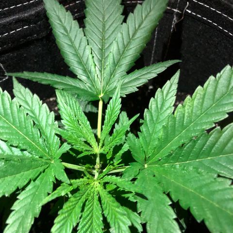 00 Cheese growlog timeline photo