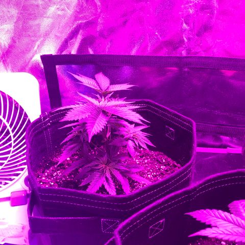 00 Cheese growlog photo: After trim/LST 