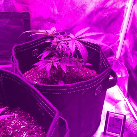 00 Cheese growlog photo: After trim/LST 