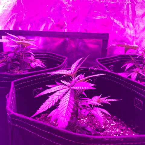 00 Cheese growlog photo: After trim/LST 