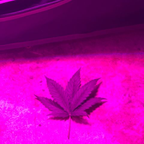 00 Cheese growlog photo: After trim/LST 