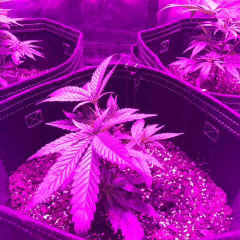 00 Cheese growlog photo: After trim/LST 