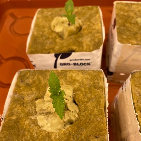 Purple Ghost Candy growlog timeline photo